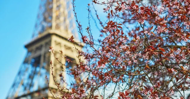 Paris in bloom, just the way we love it 🌸💙

Spring is here, the skies are blue, and the city feels lighter than ever.

📍 Hôtel Eiffel Capitol – Right where the season feels its best.
.
.
.
.
.
 #eiffeltower #eiffeltowerparis #EiffelTowerViews #hotellife #hôtel #hotel #paris #hoteleiffelcapitol #travelingram
